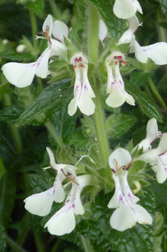 Stachys canescens