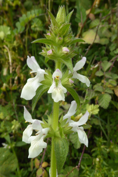 Small-spined Woundwort