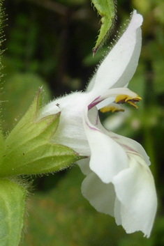 Small-spined Woundwort