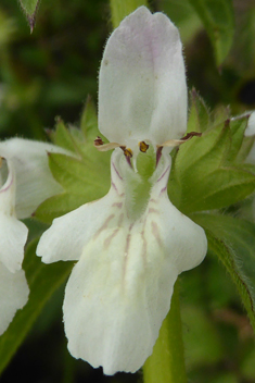 Small-spined Woundwort