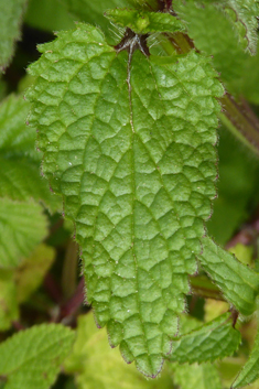 Small-spined Woundwort