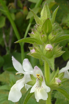 Small-spined Woundwort