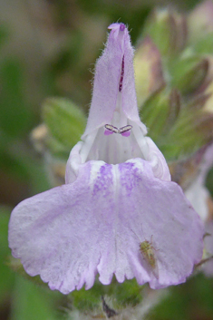 Shrubby Sage