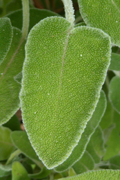 Shrubby Sage