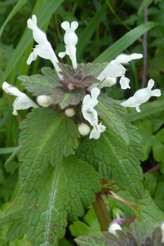 Bifid Dead-nettle