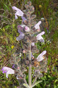 Shrubby Sage