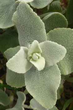 Greek Horehound