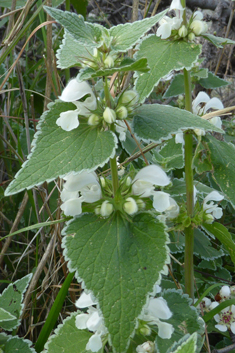 Musk Dead-nettle