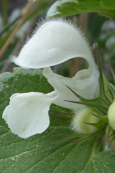 Musk Dead-nettle