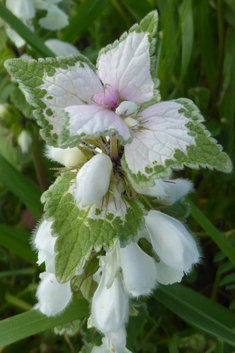 Musk Dead-nettle