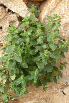 Stachys canescens