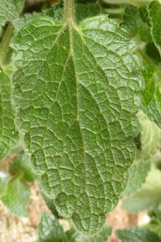 Stachys canescens