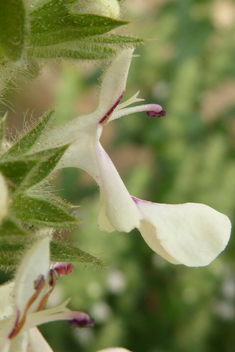 Stachys canescens