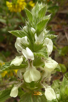 Hairy Woundwort