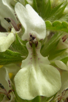 Hairy Woundwort