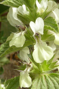 Hairy Woundwort