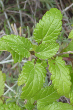 Shrubby Woundwort