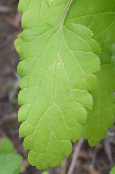 Shrubby Woundwort