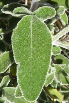 Shrubby Sage