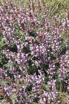 Shrubby Sage