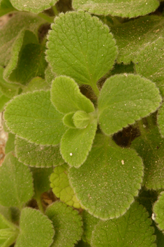 Spreitzenhofer's Woundwort