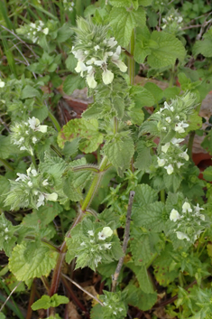 Hairy Woundwort