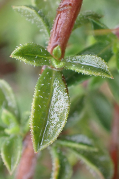 Thyme-leaved Savory