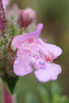 Thyme-leaved Savory