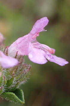 Thyme-leaved Savory