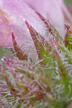 Thyme-leaved Savory