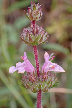 Thyme-leaved Savory