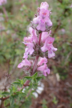 Thyme-leaved Savory