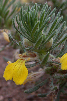 Ground-pine