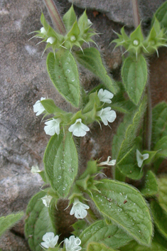 Roman Ironwort