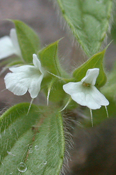 Roman Ironwort