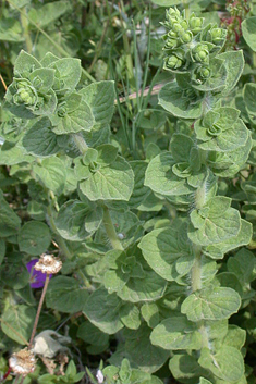 Greek Oregano