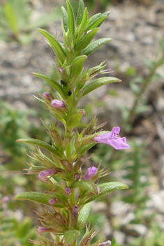 Greek Micromint