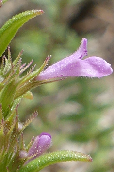 Greek Micromint