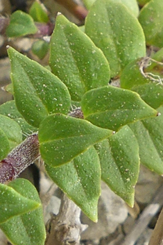 Greek Micromint