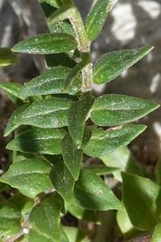 Greek Micromint