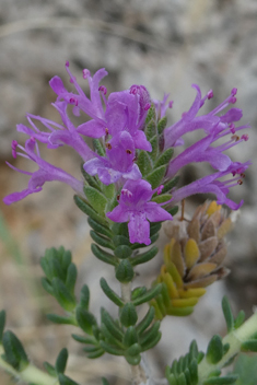 Thymbra capitata