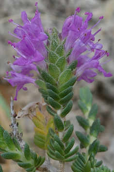 Thymbra capitata