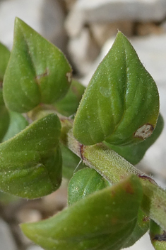 Woolly Micromint