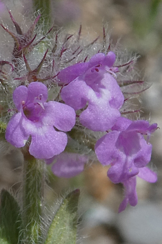 Woolly Micromint