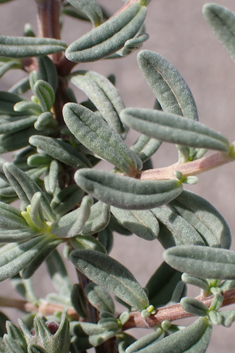Short-leaved Germander