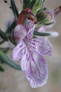 Short-leaved Germander