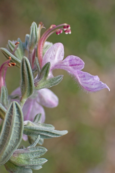Short-leaved Germander