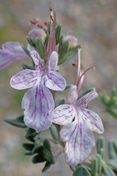 Short-leaved Germander