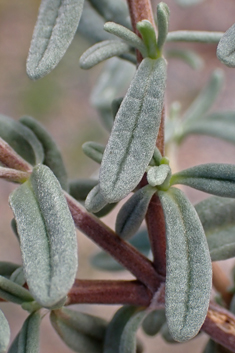 Short-leaved Germander