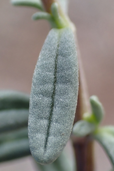 Short-leaved Germander